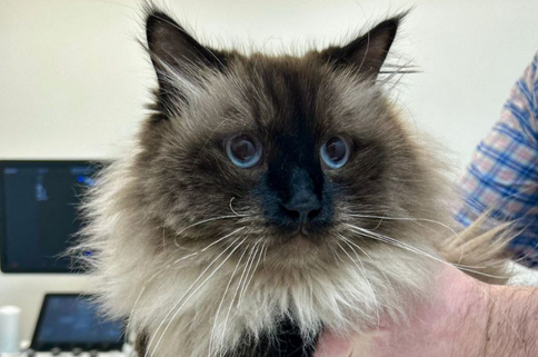 А вы знали, что правильное название усов у кошек - вибриссы?!