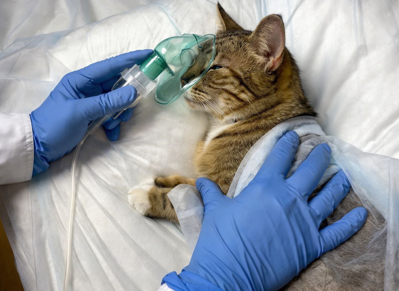 Газовая анестезия: безопасно и контролируемо