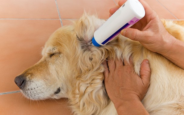 Ветеринарная терапия