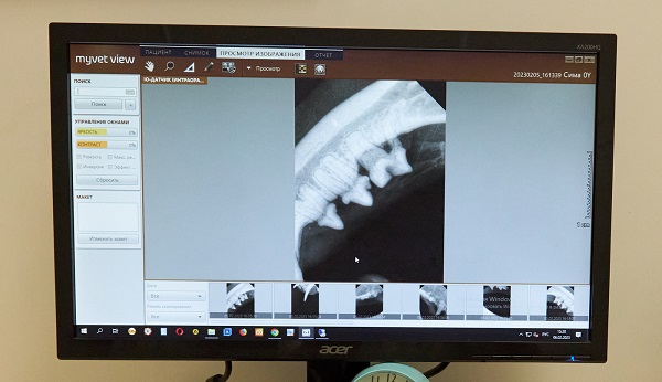 Ветеринарная стоматология