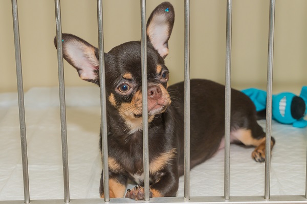 Стационарное лечение питомцев амбулаторно