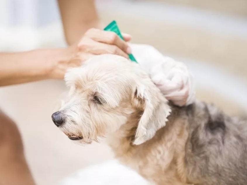 Лечение от паразитов в Новосибирске