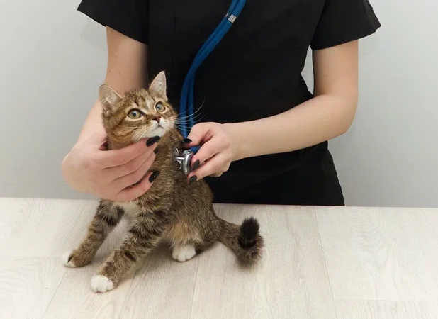 Гинекология и андрология