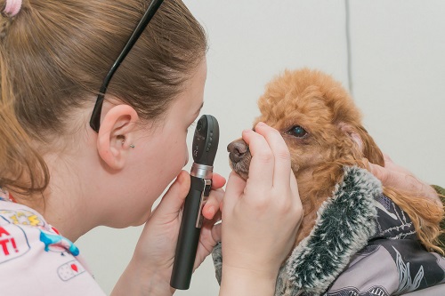 Офтальмология