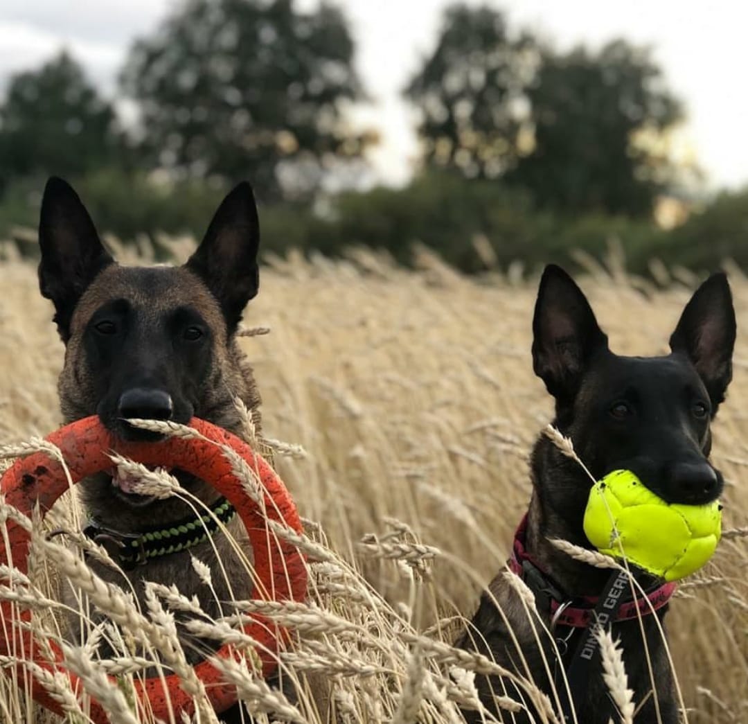 Беззерновые корма - польза или вред?