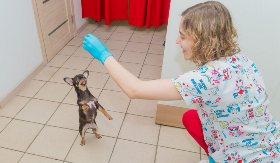 У наших врачей тоже есть питомцы